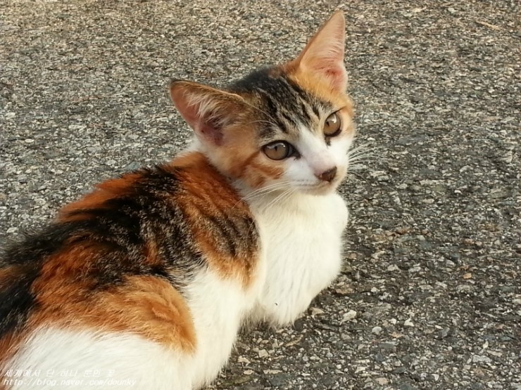  아기고양이 아론, 로사, 다이아  (子猫のアロン、ローサ、ダイヤ)