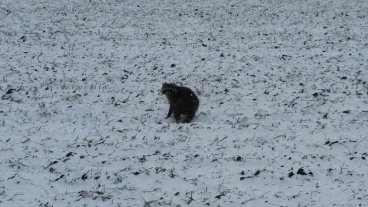 어제 위니펙에 눈이 왔어요.. 4월인데 ㅎㅎ 하긴 이런날씨가 위니펙인걸요.. 동물들이 눈을 좋아 하나봐요..아시니보인 공원 근처를 지나가다 애들이 내눈을 즐겁게 해주길래 한컷 담아 봤어요..
