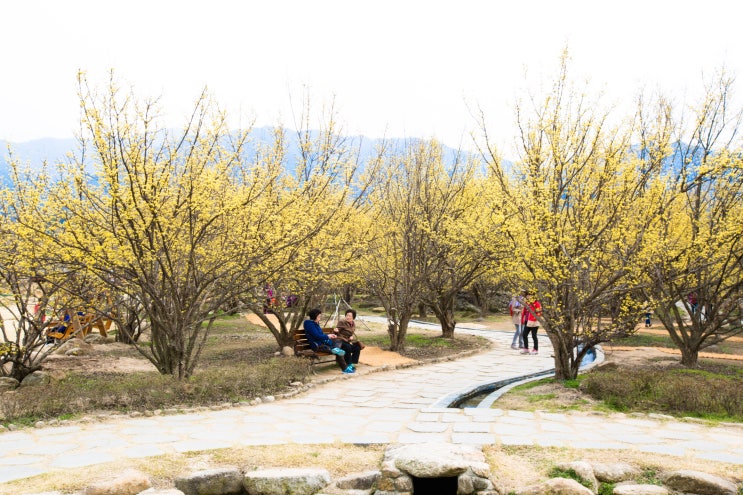  구례 산수유 마을에서 편안한 산책