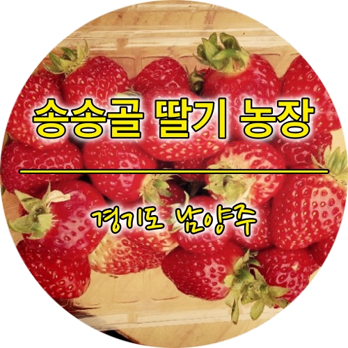남양주 딸기 체험  "송송골 딸기" : 새로운 경험을 하다
