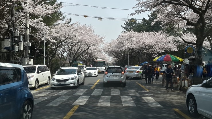 [제주 마징가의 일상] 제주의 유명한 벚꽃 축제장에 가다 - 제주대학교/애월읍 장전리