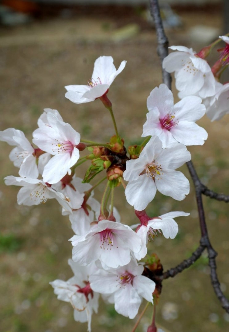 흐드러지게 핀 벚꽃 : 네이버 블로그