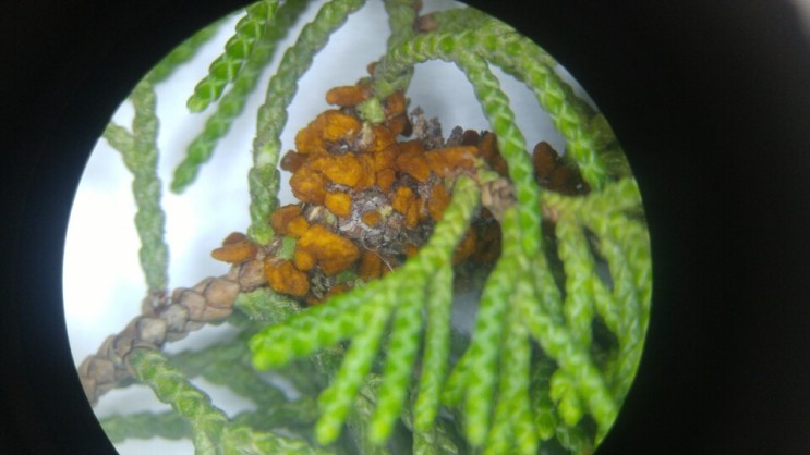 향나무 녹병 현미경 사진
