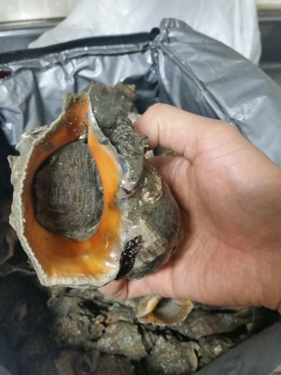  선재 낙지 및 주먹소라