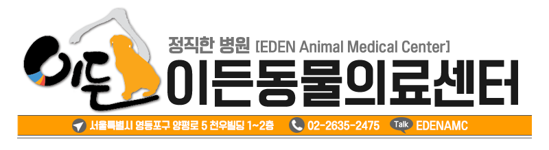 강아지가 뇌졸중에 걸렸을 때 어떻게 하시나요