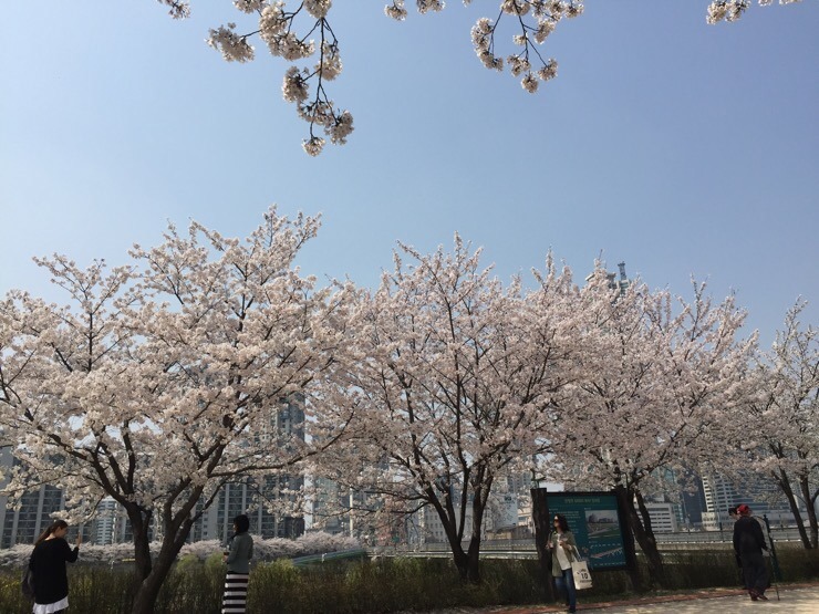 안양천 벚꽃놀이/ 골목대장21개월