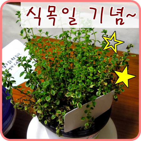  뒷북이지만 식목일 기념 허브를 모셨어요+_+