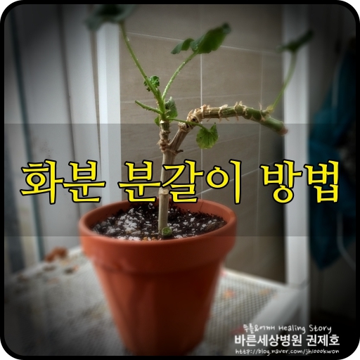 베란다화분 분갈이방법 : 이렇게 간단하다니!