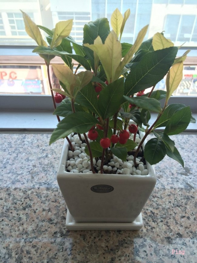 사무실에서 키우기쉬운 식물 뭐가 있을까요?