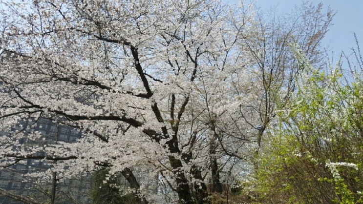  봄날 도심 산책~
