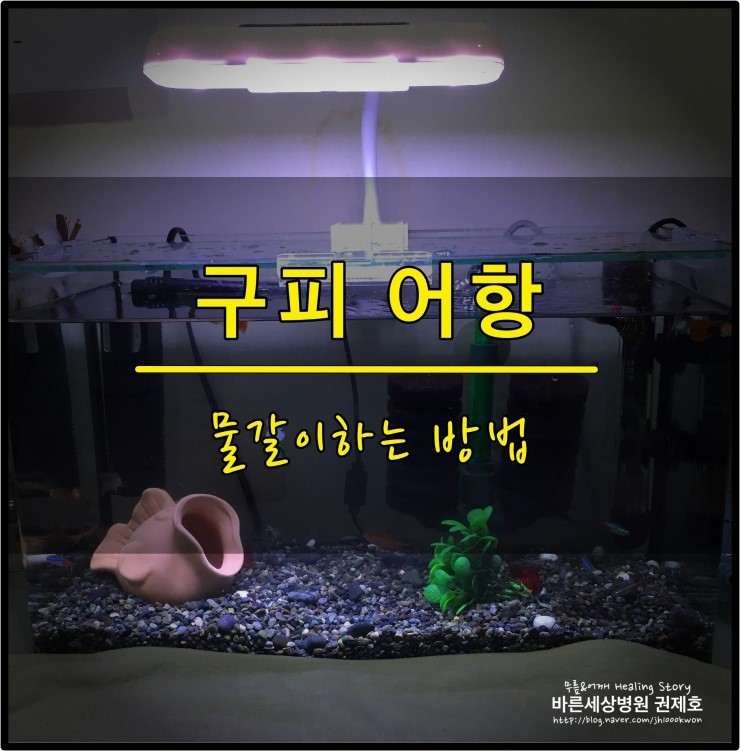  어항 물갈이하는법 : 생각만큼 어렵지 않아요