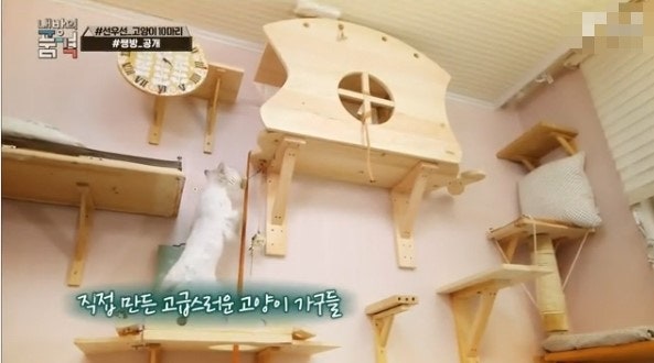 내방의 품격 - 선우선 고양이 10마리 키우는 아파트공개