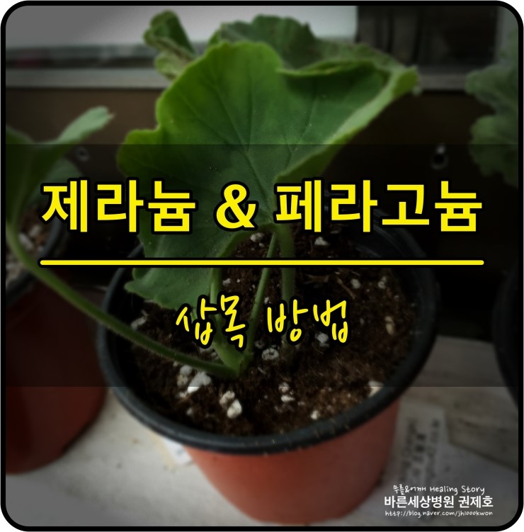  제라늄&페라고늄 삽목방법 : 많이 개체를 늘려보아요