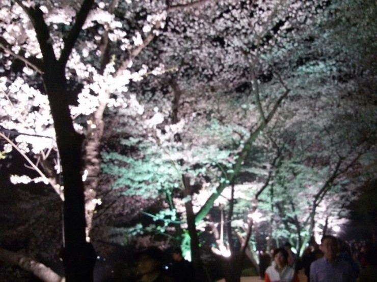 서울의 숨은 벚꽃 명소, 안산 자락길 벚꽃축제
