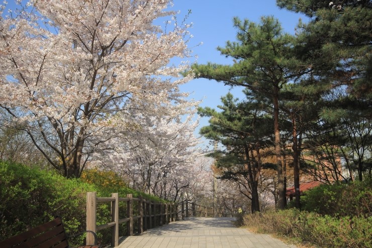 남산공원 남산 벚꽃 산책로와 남산 둘레길 서울타워 남산타워 가는법