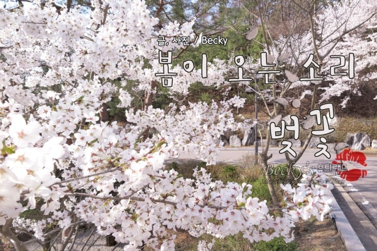 4월의 행복 벚꽃축제 양평 나 홀로 여행