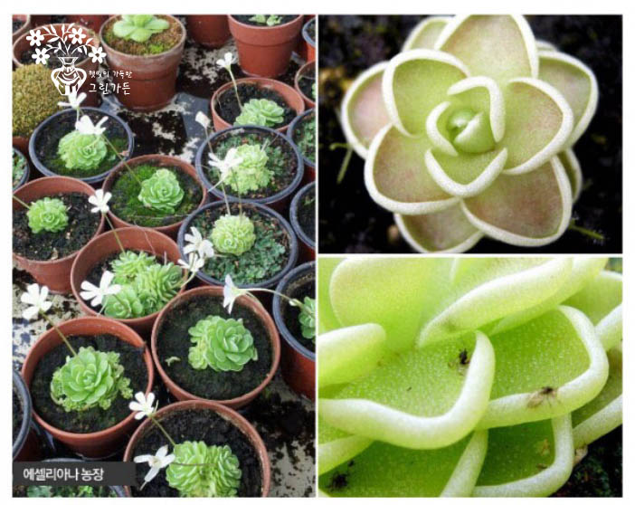  파리지옥, 식충식물 * 벌래잡이 제비꽃 에세리아나 번식