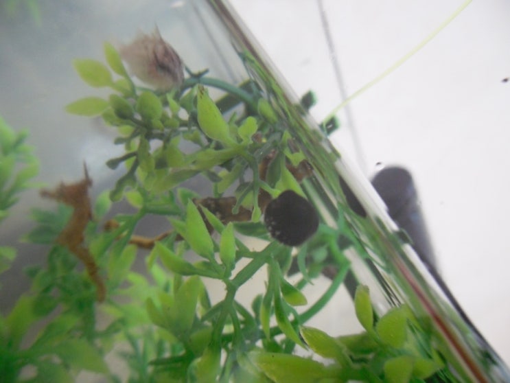가시복과,  개복치과,  참복과,  불뚝복과
