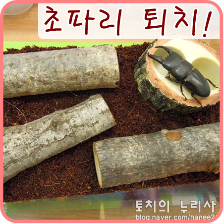  [넓적사슴벌레]초파리 퇴치를 위해 세팅 다시 했어요
