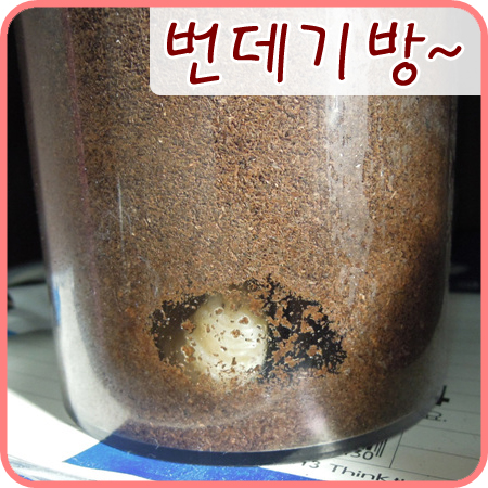  [넓적사슴벌레]우리 넓적이가 번데기방을 만들었어요!