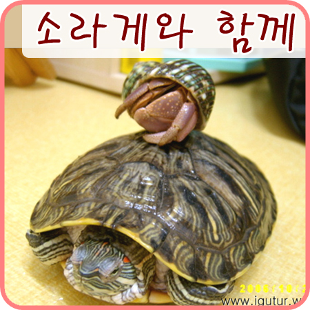  2006/10/22 청거북 레드와 소라게 민짱이의 만남