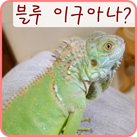  2004/07/23 그린이는 블루이구아나였다? 