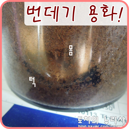  [넓적사슴벌레]우리 넓적이가 번데기로 용화했어요!! +_+