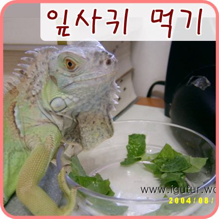  2004/08/10 그린이의 잎사귀 먹기. 