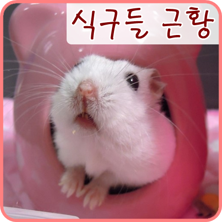  햄스터 왕자님과 깜뜨, 도둑게 간장게장이 근황