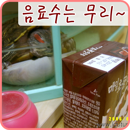  2006/07/23 청거북 레드야, 무리는 하지 말자꾸나~ ㅠㅠ