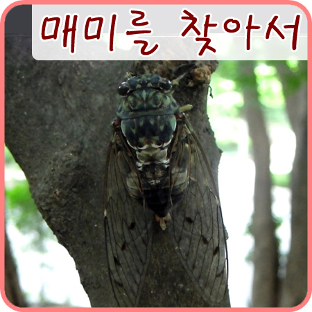  매미의 울음소리, 암컷 찾아 맴맴맴-