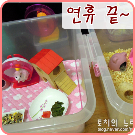  [햄스터] 진심 오랜만ㅋㅋ 기나긴 연휴가 끝났어요~