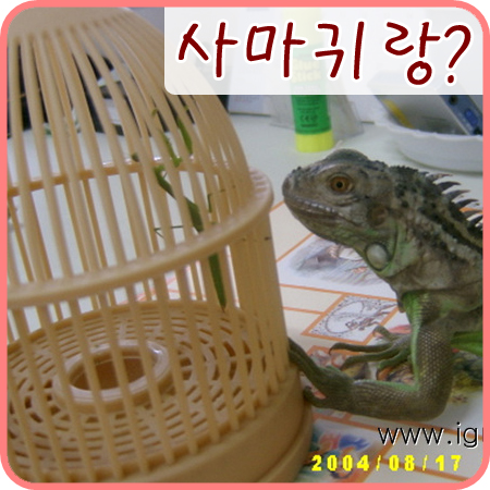  2004/09/05 사마귀 메뚤이랑 이구아나 