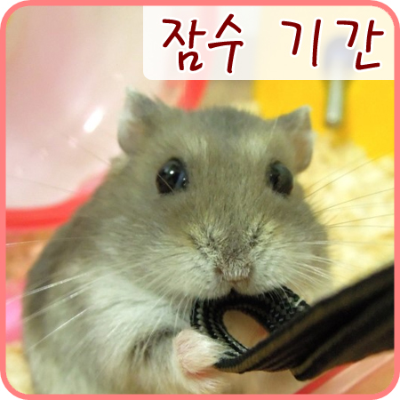  한동안 잠시 인터넷 활동을 못해요