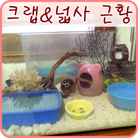  2013년의 도둑게 간장게장이와 넓적사슴벌레 근황