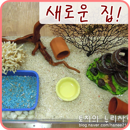  [도둑게]도둑게 사육 환경을 개선했어요! +_+