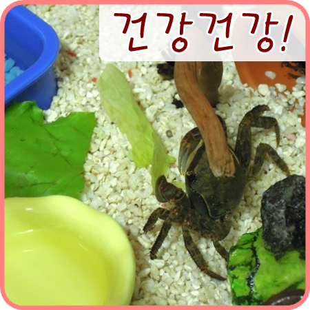  도둑게) 오늘 게장이 보고 심장마비 걸리는 줄 알았어요