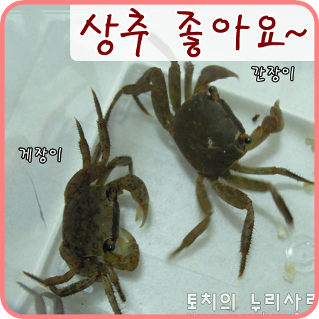  [도둑게] 의외로 상추를 좋아하는 녀석들!