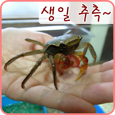  애완크랩/육지크랩 - 도둑게의 생일추적하기!