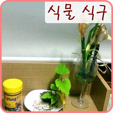  여전히 살아계신 개운죽과 고구마 수경재배에요