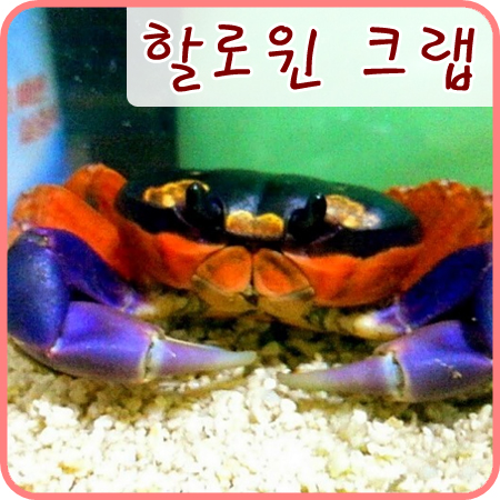  저희 할로윈 크랩이에요 (지호의 곤충농장 출신)