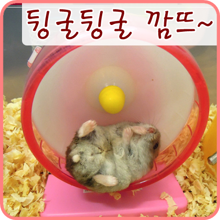  [햄스터] 누워서 핥는 손맛은 일품이어라