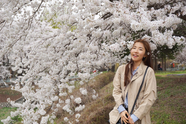 춘천댐 수자원공사 벚꽃길 춘천댐 수자원공사 벚꽃길