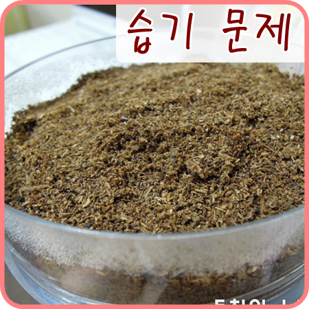  [넓적사슴벌레]넓적이의 유충병에 습기가..ㅠㅠ