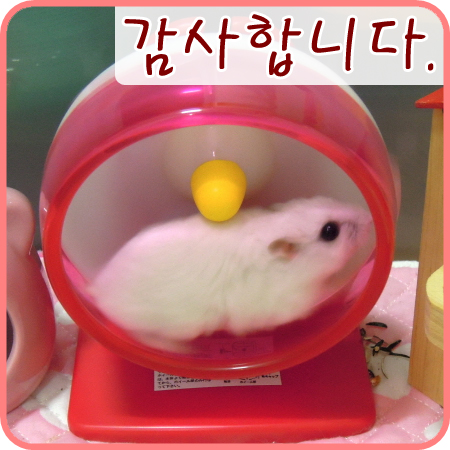  햄스터 왕자는 하늘나라로..