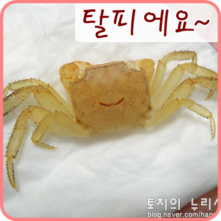  [도둑게]허물 벗고 옥수수 먹고~