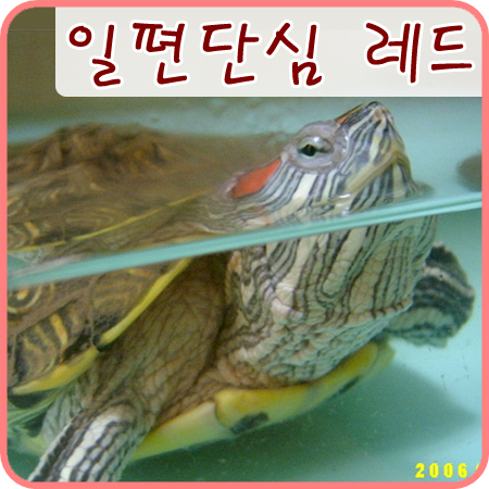  2006/05/28 청거북 레드의 일편단심