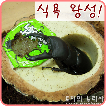  [넓적사슴벌레] 젤리를 냠냠~ 요즘 식욕이 왕성해요ㅋㅋ
