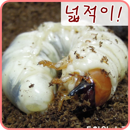  [넓적사슴벌레]넓적이의 생사를 확인했어요!! +_+
