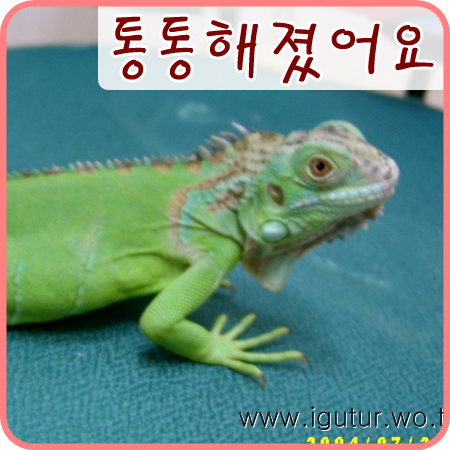  2004/07/21 뚱뚱해도 걱정! 말라도 걱정! 